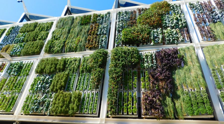 Comment faire pour cultiver un jardin vertical impressionnant dans un petit espace ?